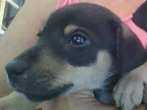 Cachorro raça vira-lata idade 2 a 6 meses nome sem nome
