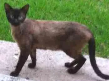 Gato ra a Siamês  idade 2 anos nome Jack