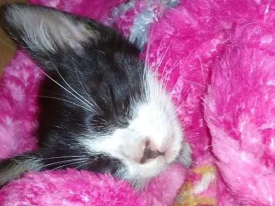 Gato ra a  idade Abaixo de 2 meses nome Sem nome no momento 