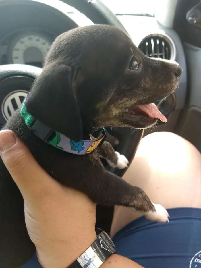 Cachorro ra a Vira lata idade 2 a 6 meses nome Conhaque