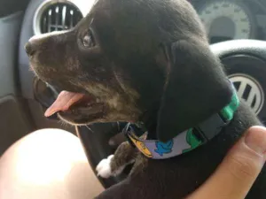 Cachorro raça Vira lata idade 2 a 6 meses nome Conhaque