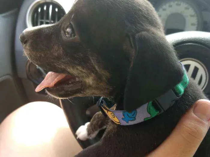 Cachorro ra a Vira lata idade 2 a 6 meses nome Conhaque
