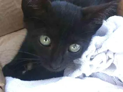 Gato raça indefinida idade Abaixo de 2 meses nome nao tem