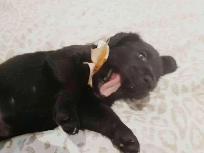Cachorro ra a Srd  idade Abaixo de 2 meses nome Aurora 