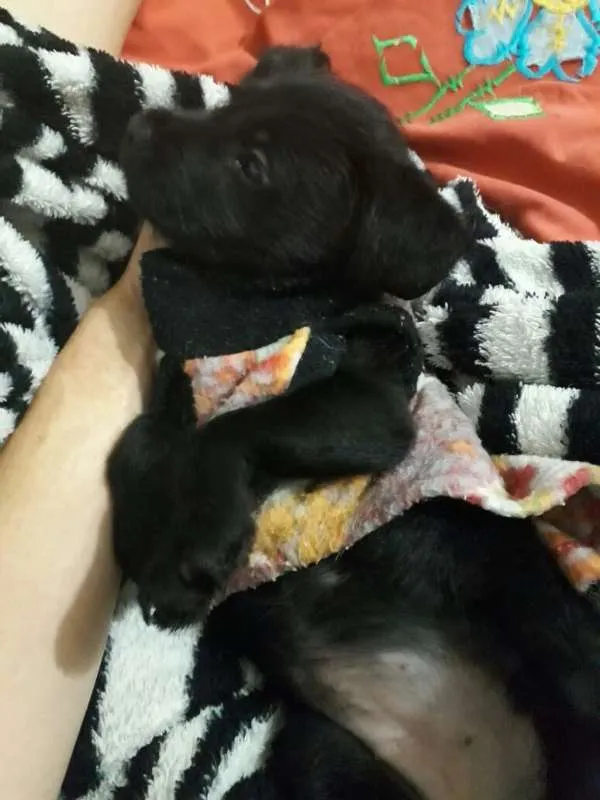 Cachorro ra a Srd  idade Abaixo de 2 meses nome Aurora 