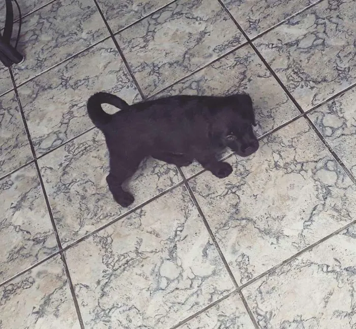 Cachorro ra a Srd  idade Abaixo de 2 meses nome Aurora 