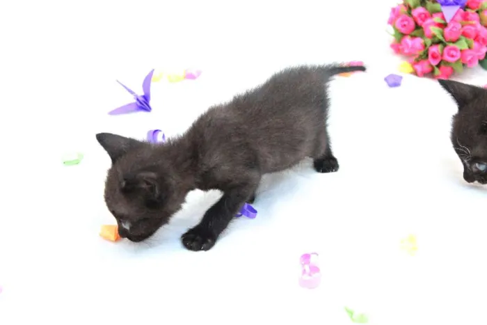 Gato raça vira lata idade Abaixo de 2 meses nome A escolher