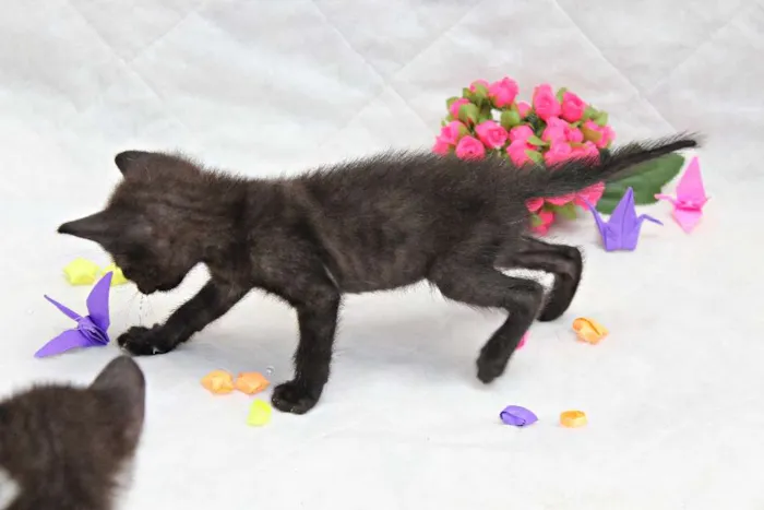 Gato raça vira lata idade Abaixo de 2 meses nome A escolher