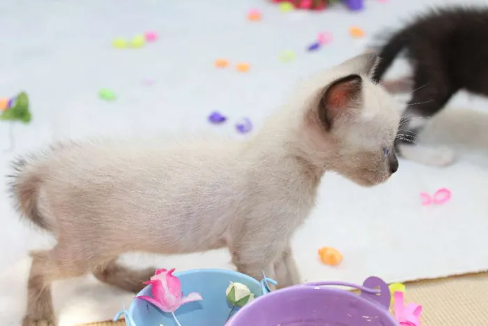 Gato raça vira lata idade Abaixo de 2 meses nome A escolher