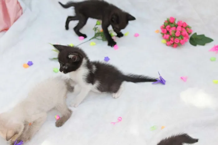 Gato raça vira lata idade Abaixo de 2 meses nome A escolher