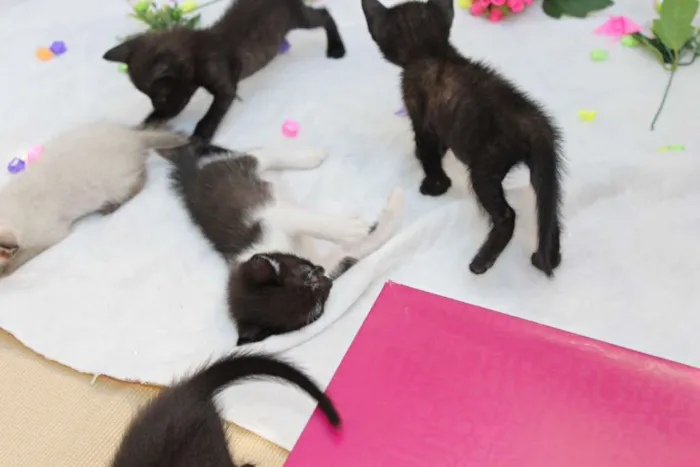Gato raça vira lata idade Abaixo de 2 meses nome A escolher