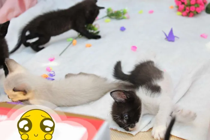 Gato raça vira lata idade Abaixo de 2 meses nome A escolher