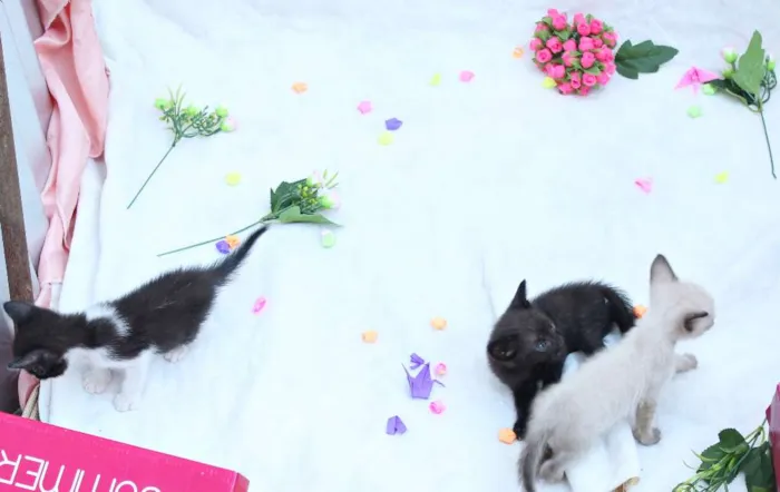 Gato raça vira lata idade Abaixo de 2 meses nome A escolher