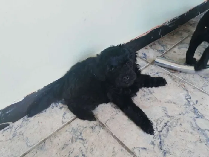 Cachorro ra a Mix de poodle idade Abaixo de 2 meses nome Mohana