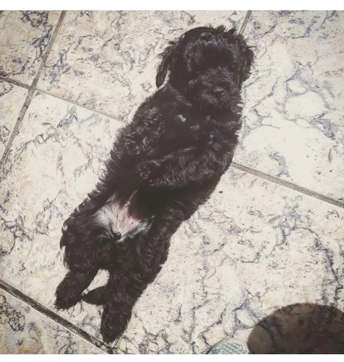 Cachorro ra a Mix de poodle idade Abaixo de 2 meses nome Mohana
