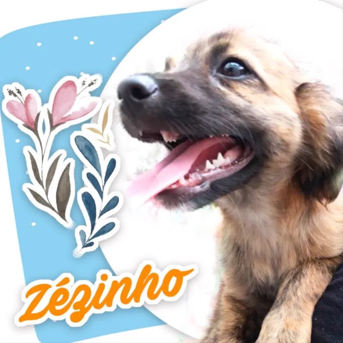Cachorro ra a RND idade 2 a 6 meses nome Zezinho