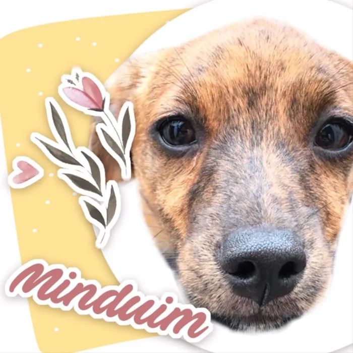 Cachorro ra a RND idade 2 a 6 meses nome Minduim 