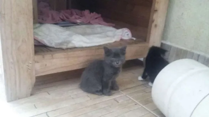 Gato ra a SRD idade 2 a 6 meses nome Sem nomes
