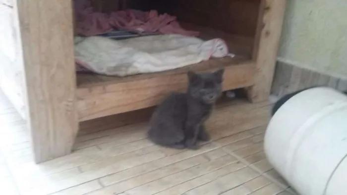 Gato ra a SRD idade 2 a 6 meses nome Sem nomes