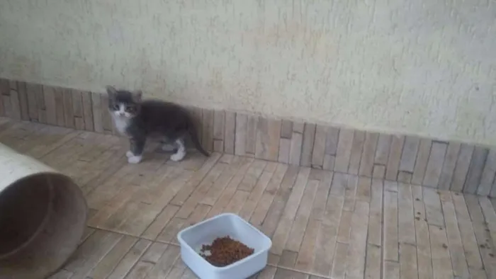 Gato ra a SRD idade 2 a 6 meses nome Sem nomes