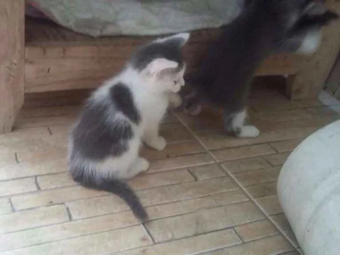 Gato ra a SRD idade 2 a 6 meses nome Sem nomes