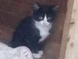 Gato ra a SRD idade 2 a 6 meses nome Sem nomes