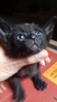 6 gatinhos