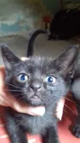 6 gatinhos