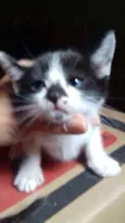 6 gatinhos