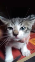 6 gatinhos