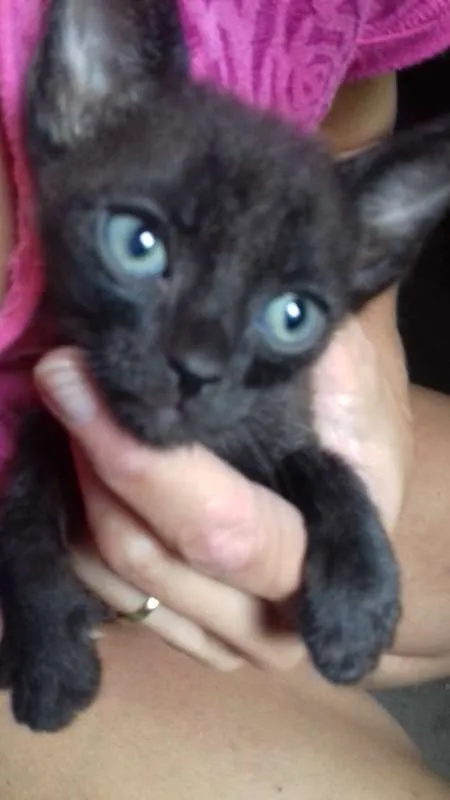 Gato ra a SRD idade Abaixo de 2 meses nome 6 gatinhos