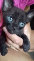 6 gatinhos