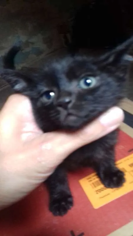 Gato ra a SRD idade Abaixo de 2 meses nome 6 gatinhos