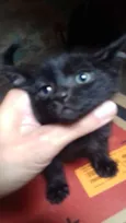 6 gatinhos