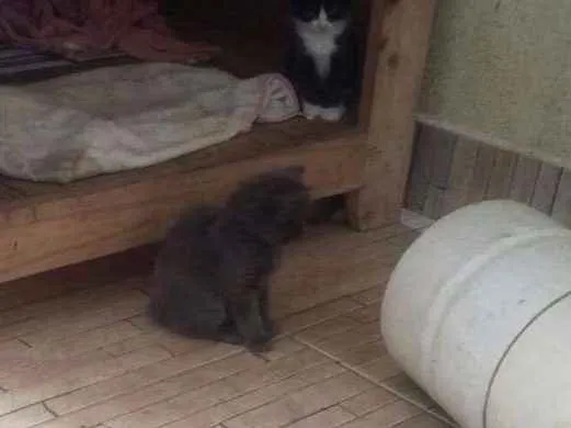 Gato ra a SRD idade 2 a 6 meses nome Sem nomes