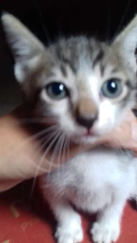Gato ra a SRD idade Abaixo de 2 meses nome 6 gatinhos