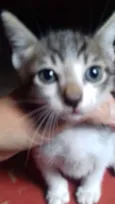 6 gatinhos