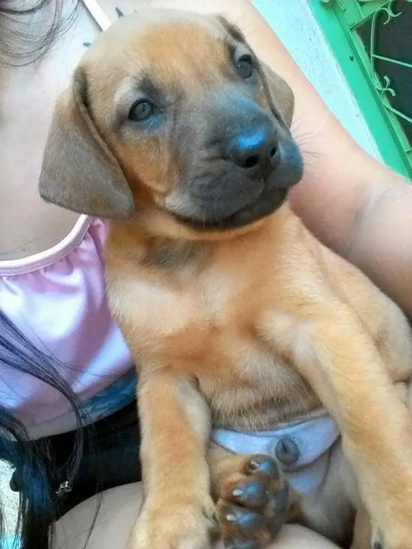 Cachorro ra a Vira-lata idade Abaixo de 2 meses nome (sem nomes)