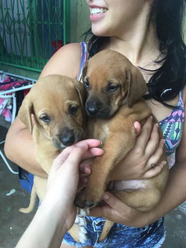 Cachorro ra a Vira-lata idade Abaixo de 2 meses nome (sem nomes)