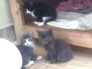 Gato raça SRD idade 2 a 6 meses nome Sem nomes