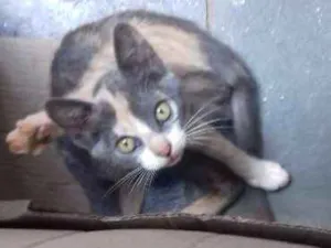 Gato raça Srd idade 2 a 6 meses nome Sem nome
