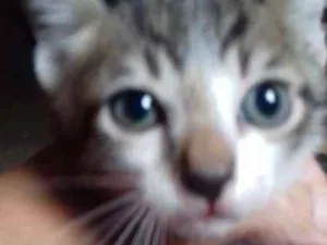 Gato raça SRD idade Abaixo de 2 meses nome 6 gatinhos