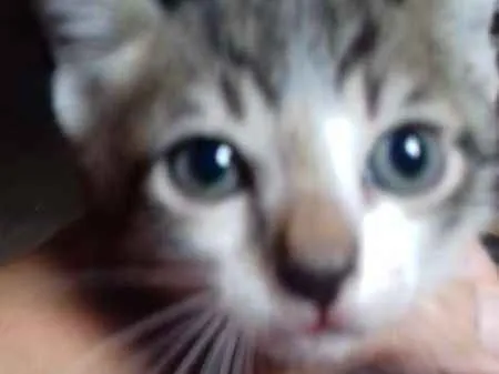 Gato ra a SRD idade Abaixo de 2 meses nome 6 gatinhos