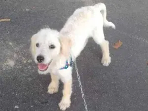 Cachorro raça Poodle  idade 2 a 6 meses nome Pipoca