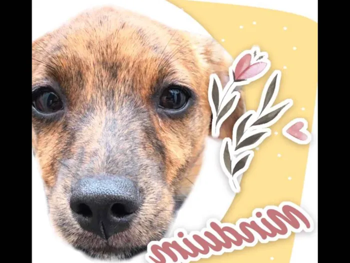 Cachorro ra a RND idade 2 a 6 meses nome Minduim 