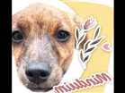 Cachorro raça RND idade 2 a 6 meses nome Minduim 