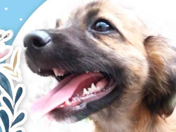 Cachorro ra a RND idade 2 a 6 meses nome Zezinho