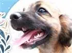 Cachorro raça RND idade 2 a 6 meses nome Zezinho