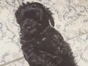 Cachorro raça Mix de poodle idade Abaixo de 2 meses nome Mohana