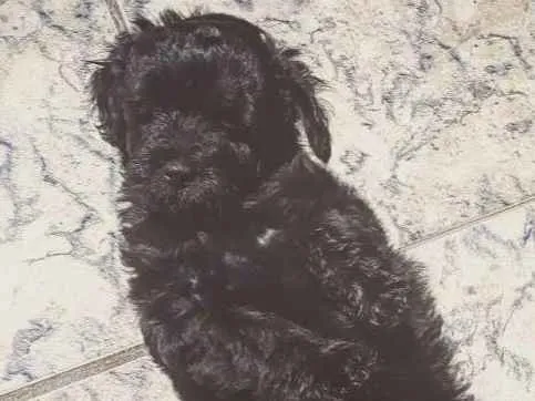 Cachorro ra a Mix de poodle idade Abaixo de 2 meses nome Mohana